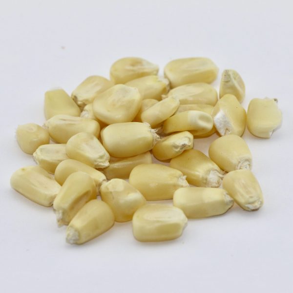 White corn seed supplier